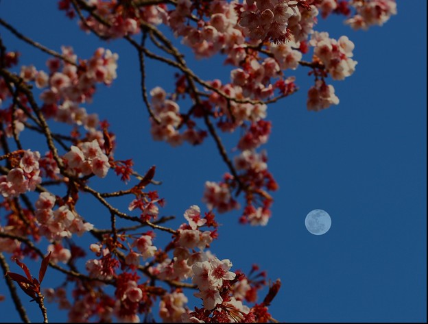 写真: 〜月見桜〜