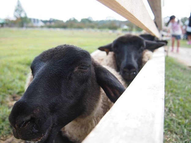 写真: 羊の整列