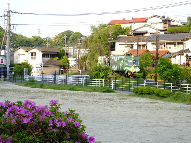 写真: 池田の住宅街を走る青ガエル。