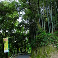 写真: 熊本市西区の竹やぶ。