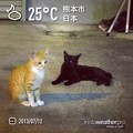 にゃ〜(((o(*ﾟ▽ﾟ*)o))) #cat #kumamoto #japan