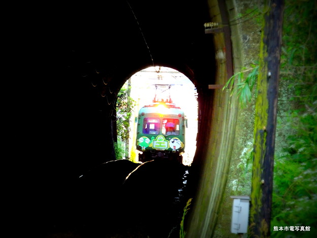 写真: 熊本城から北に連なる京町台地のトンネルに差し掛かる青ガエル。このトンネルは西区と北区の境界になります。