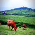 写真: 草をむしゃむしゃ食べる赤牛。