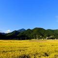 写真: 実った稲穂と金峰山。