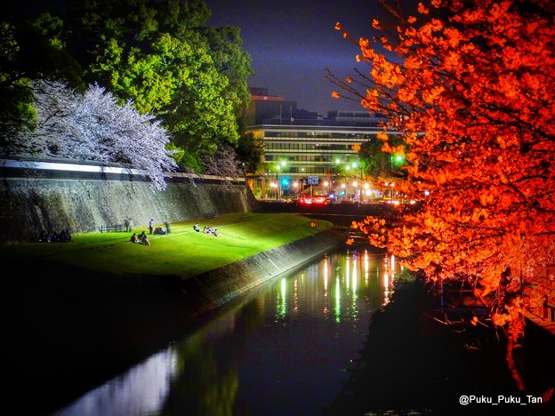 写真: 熊本城長塀前の夜桜。
