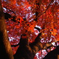 鶴ヶ城の紅葉