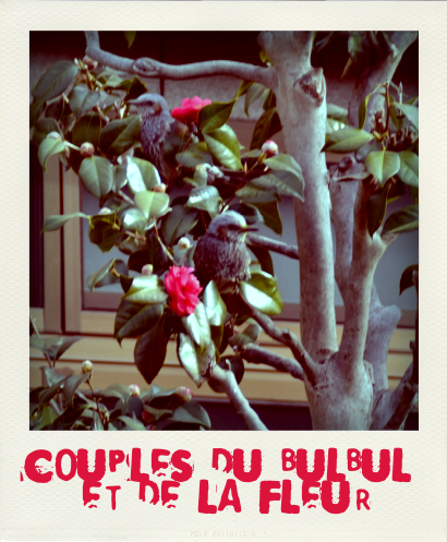 写真: COUPLES du BULBUL et de la FLEUR