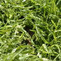 写真: GrassPopper(trimmed)