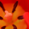 写真: tulipano rosso Op.4 (erotica)