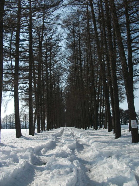 写真: 雪のカラマツの道