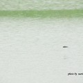 写真: ツバメ　コチドリ2