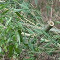 写真: 竹林の管理作業6