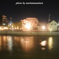 写真: 高橋屋さんの夜桜1