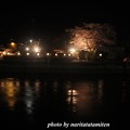 写真: 高橋屋さんの夜桜6