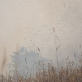 写真: 渡良瀬のヨシ焼き15