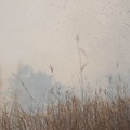 写真: 渡良瀬のヨシ焼き