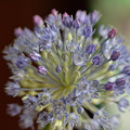 写真: コロコロ丸い花
