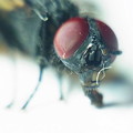 写真: 蠅の複眼