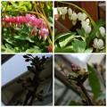 写真: 心の花＆桜