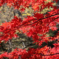 写真: IMG_9349大山登山と紅葉