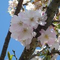 写真: 130411-1　桜の花