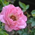 130603-1　ピンクのバラ