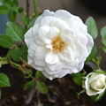 130610-2　白いバラ