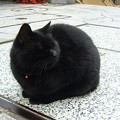 写真: 131029-4　石段の黒猫