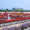 写真: お花の迷路　　海王丸パーク