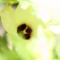 写真: オクラの花(2)