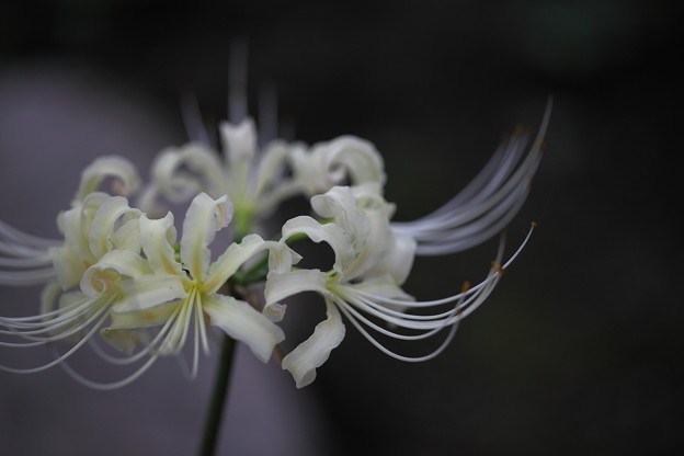 写真: 白い彼岸花(1)