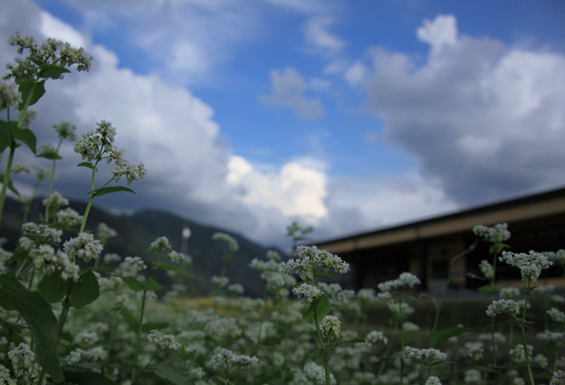 写真: ソバ畑と青空
