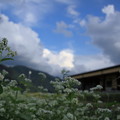 写真: ソバ畑と青空