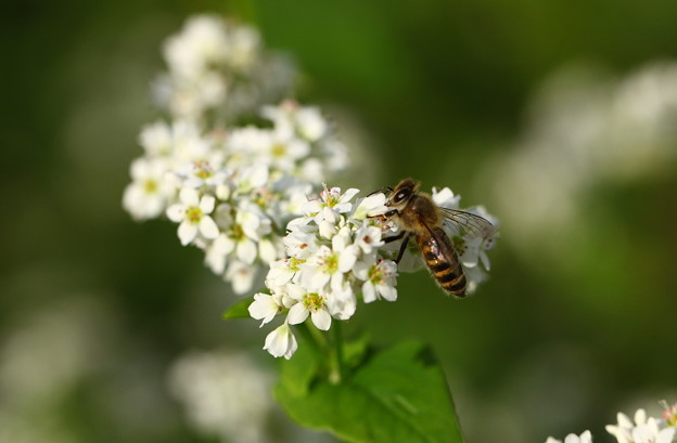 写真: ソバの花とミツバチ