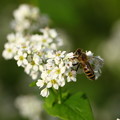 写真: ソバの花とミツバチ