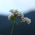写真: ソバの花