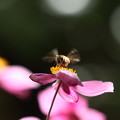 写真: ミツバチさん　　ブンブンブン