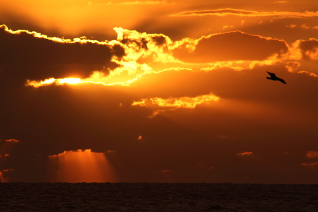 写真: 夕陽とカモメ(1)　　光芒