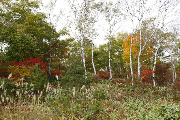 写真: 志賀高原　　バンダイナムコの森　紅葉