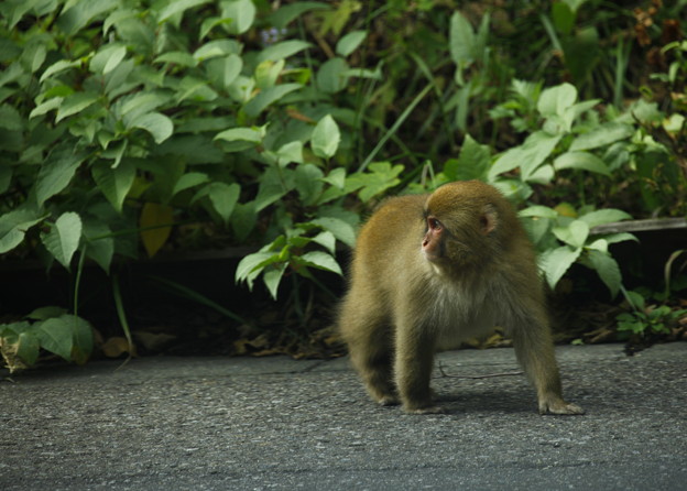 写真: 志賀高原　お猿さんとの出会い＾＾