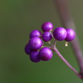 写真: コムラサキ　紫の宝石＾＾