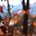 10月と桜の紅葉