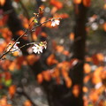 10月桜とソメイヨシノの紅葉