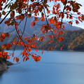 写真: 桜の紅葉　九頭竜湖