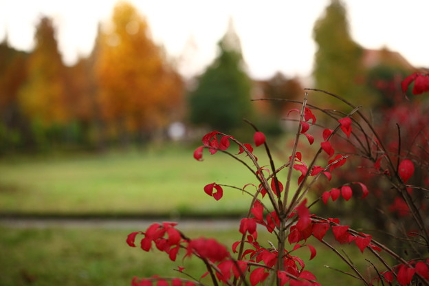 写真: 公園の紅葉