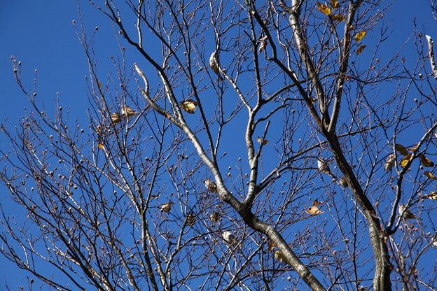 写真: 青空と雀の木