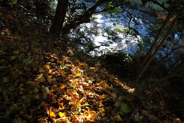 写真: 落ち葉と渓流