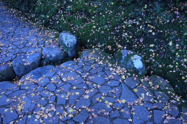 写真: 石畳とモミジの落ち葉　　苔