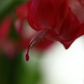 写真: シャコバサボテンが開花(1)