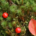 杉苔と真っ赤な実